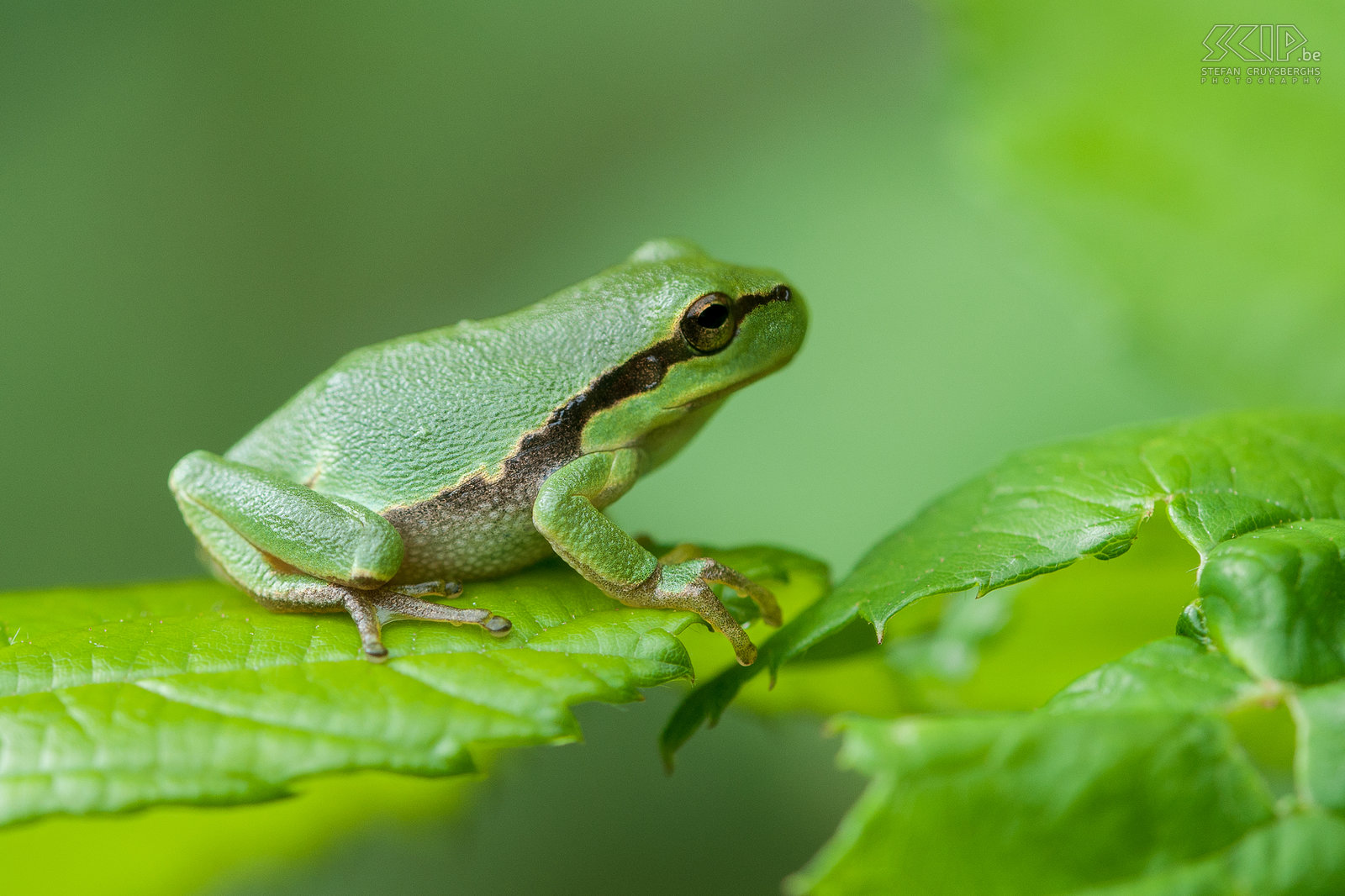 Tree frogs In some small nature reserves in Belgian Limburg and Dutch Limburg you can find tree frogs (Hyla arborea). These tiny frogs are only 2 to 4 cm in length. They are green and have a brown lateral stripe from the eyes to the groin. Females have white throats, while males have golden brown throats. They mostly can be found on brambles near small streams or ponds. Stefan Cruysberghs